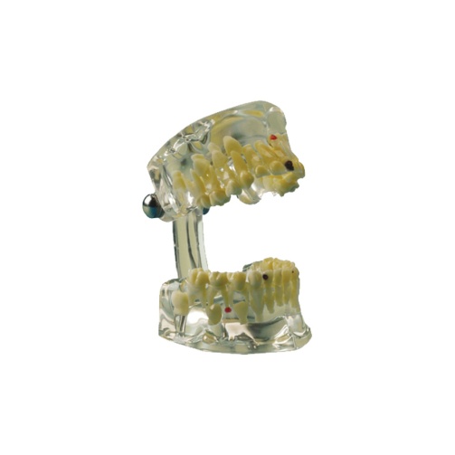 Model chrupu Transparent dětský