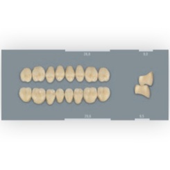 Vita zuby MFT 4M2 PU29 (A4) zadní horní 8ks