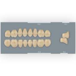 Vita zuby MFT 1M1 PL33 (B1) zadní dolní 8ks