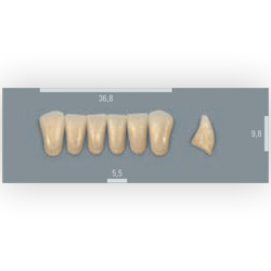 Vita zuby MFT 3M2 L37 (A3) přední dolní 6ks
