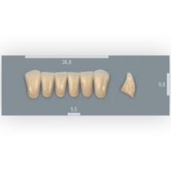 Vita zuby MFT 4M2 L37 (A4) přední dolní 6ks